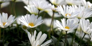 printemps
